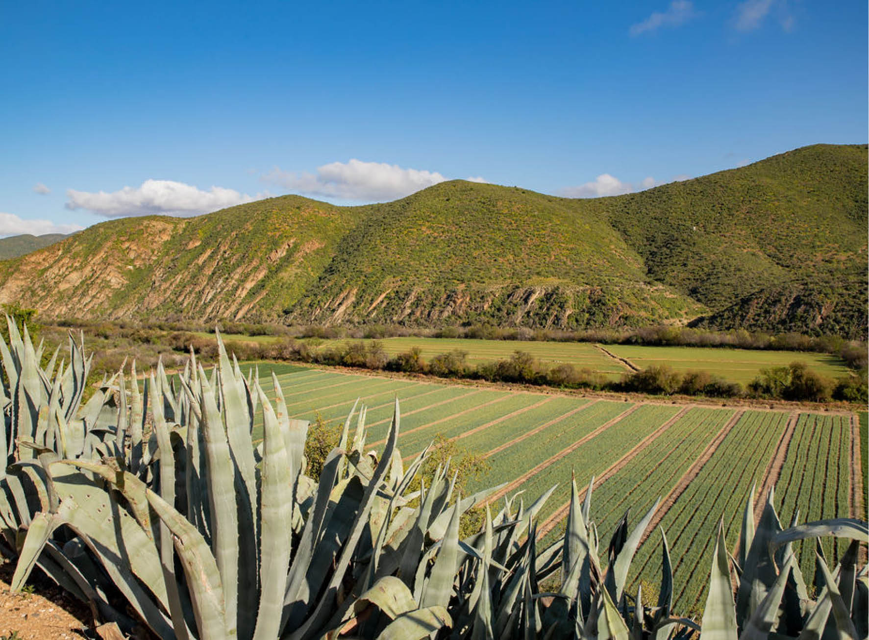 Matjiesvlei Farmland